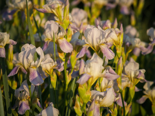 
field of blooming white with lilac irises in the sun