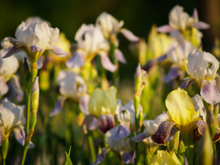 
field of blooming white with lilac irises in the sun