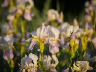 
field of blooming white with lilac irises in the sun