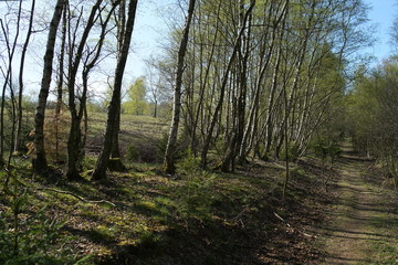 Obraz premium Heide Landschaft im Frühling
