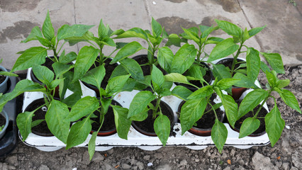 Growing seedlings of sweet pepper in plastic pots