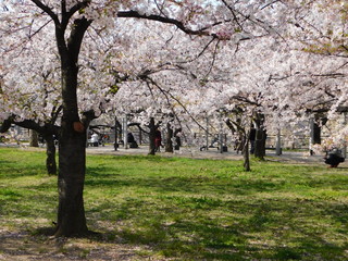 大阪城公園の桜