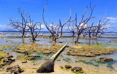 Remnants of dead mangroves still standing after a devastating storm in Baganga, Davao Oriental,...