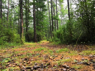 Path in the green summer forest