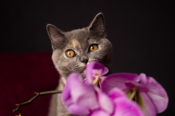 British shorthair cat with orchid - obrazy, fototapety, plakaty