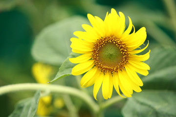 Sunflower in the farm , close up