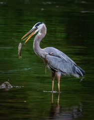 A great blue heron flips a fish around to swallow it headfirst