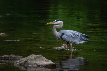 Portrait of a great blue heron wading in a Pennsylvania creek