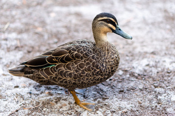 Duck side on