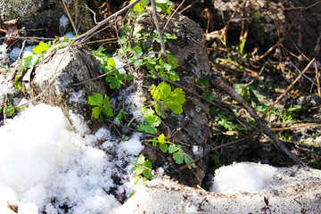 Young grass sprouts from the ground in spring near the snow, which has not yet melted.