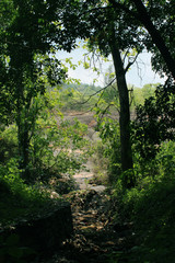 Obraz premium morning in the woods