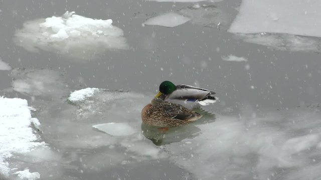 Winter. Two wild ducks are resting sitting on an ice floe on a frozen river.