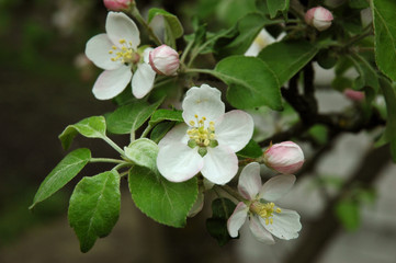 A flowering branch of an apple tree with flowers and buds close-up. Spring.