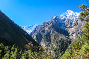 Fototapeta na wymiar View on Himalayas along Annapurna Circuit Trek, Nepal. There is a dense forest in front. High, snow caped mountains' peaks catching the sunbeams. Serenity and calmness. Barren slopes