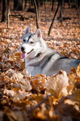 Joyful husky dog ​​in the autumn forest