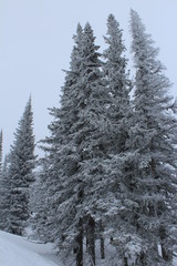 Winter snowy coniferous forest in cloudy weather.