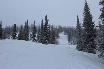 Winter snowy coniferous forest in cloudy weather.