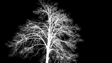 Obraz premium abstract tree isolated on black