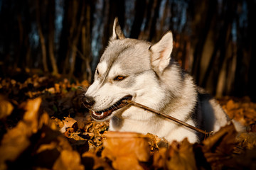 Joyful husky dog ​​in the autumn forest