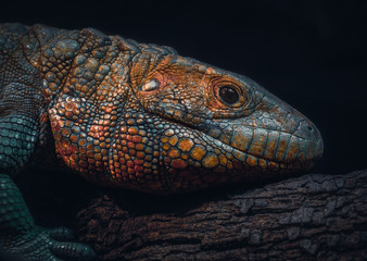 Northern Caiman Lizard