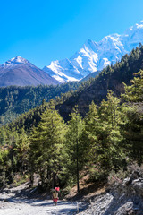 Fototapeta na wymiar A woman hiking through Himalayan valley along Annapurna Circuit Trek, Nepal. There is a dense forest in front. High, snow caped mountains' peaks catching the sun. Serenity and calmness. Barren slopes