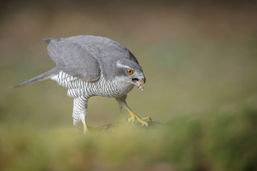 Wild goshawk swallowing part of his meal