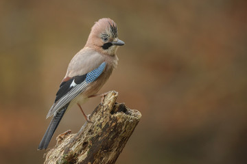 European Jay showing his full hair style