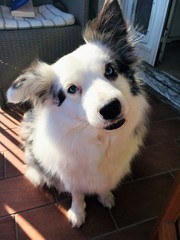 Border Collie Blue Merle