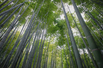 鎌倉の観光名所の寺院・報国寺の竹林　