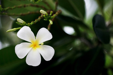 Obraz premium Plumeria flowers on the tree , close up