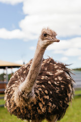 Ostrich looking at the camera. Wild animal. Zoo.