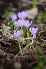luxurious first spring flowers in the forest gently lilac crocuses