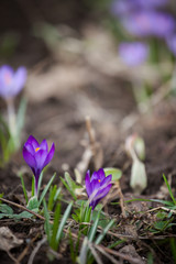 
luxurious first spring flowers in the forest bright purple crocuses with orange pestles