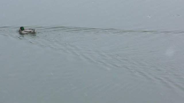 Two ducks swim in the winter river. Snowing.
