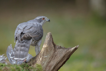 Forest goshawk looking right