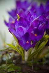 spring first flowers purple crocuses in water