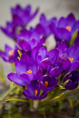 
luxurious first spring flowers in the forest bright purple crocuses with orange pestles