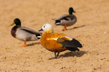 Kaczki  © Mariusz Stoszewski