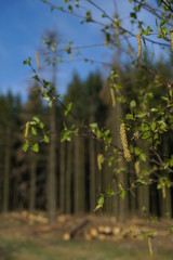 Heide Landschaft im Frühling