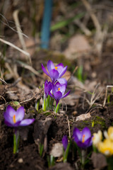 
luxurious first spring flowers in the forest bright purple crocuses with orange pestles