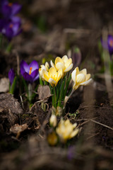 luxurious first spring flowers in the forest soft yellow and purple crocuses