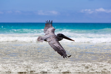 Fototapeta na wymiar Single pelican flying over the beach in Puerto Ayora with a clear blue sky in the background. Galapagos Islands 2015.