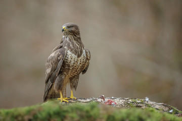 Adult common buzzard