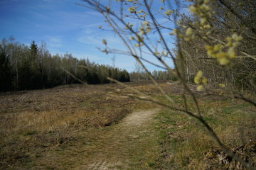 Heide Landschaft im Frühling