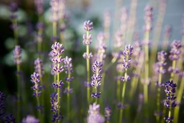 
blooming lavender in the morning backlight