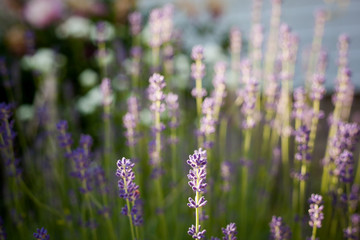 
blooming lavender in the morning backlight