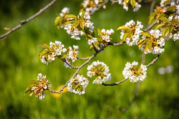 Kirschblüte_1837