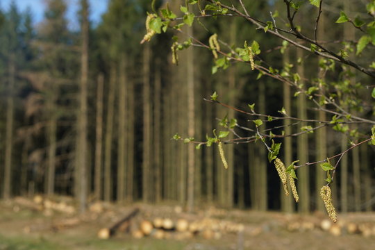 Birken Pllen Bl&uuml;te Fr&uuml;hling