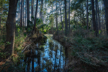 Beautiful winter landscape of South Carolina, USA