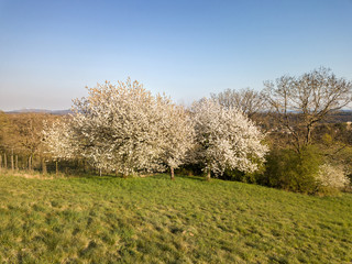Blooming cherry tree on hills in spring time from drone photography at low height